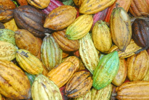 Cabosse Cacao République Dominicaine